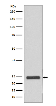 MRRF Recombinant Rabbit Monoclonal Antibody
