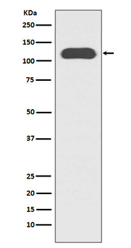 CD133 Recombinant Rabbit Monoclonal Antibody