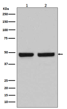 HAPLN1 Recombinant Rabbit Monoclonal Antibody
