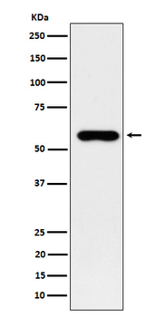 SUOX Recombinant Rabbit Monoclonal Antibody