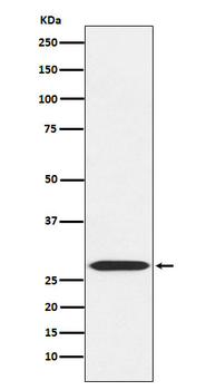 MRPL28 Recombinant Rabbit Monoclonal Antibody
