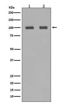 Aconitase 1 Recombinant Rabbit Monoclonal Antibody