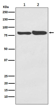 ACSL4 Recombinant Rabbit Monoclonal Antibody