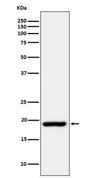 CIRBP Recombinant Rabbit Monoclonal Antibody