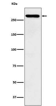 TAF1 Recombinant Rabbit Monoclonal Antibody