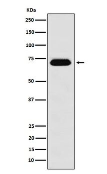 NUP62 Recombinant Rabbit Monoclonal Antibody
