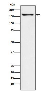 CNTNAP2 Recombinant Rabbit Monoclonal Antibody