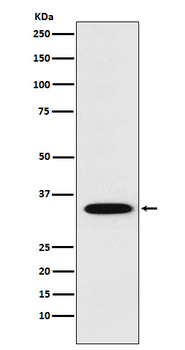 Syntaxin 1A Recombinant Rabbit Monoclonal Antibody