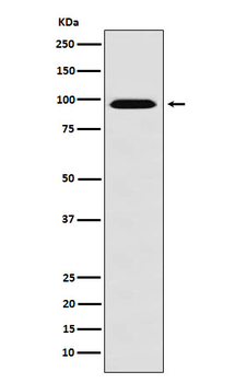 RANBP9 Recombinant Rabbit Monoclonal Antibody