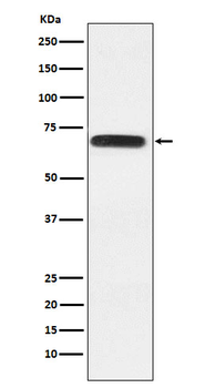 RACGAP1 Recombinant Rabbit Monoclonal Antibody