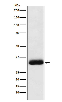 Alpha SNAP Recombinant Rabbit Monoclonal Antibody
