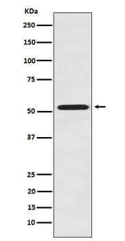FMO3 Recombinant Rabbit Monoclonal Antibody