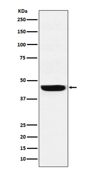 WDR4 Recombinant Rabbit Monoclonal Antibody