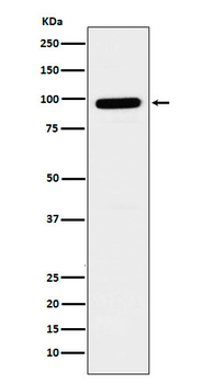 Beta galactosidase Recombinant Rabbit Monoclonal Antibody