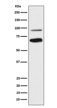 TCF4 Recombinant Rabbit Monoclonal Antibody