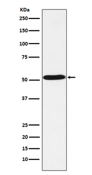 5HT7 Receptor Recombinant Rabbit Monoclonal Antibody