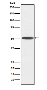 Inhibin beta B Recombinant Rabbit Monoclonal Antibody