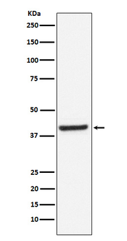 Inhibin beta A Recombinant Rabbit Monoclonal Antibody