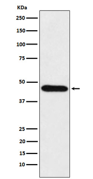 CDC123 Recombinant Rabbit Monoclonal Antibody