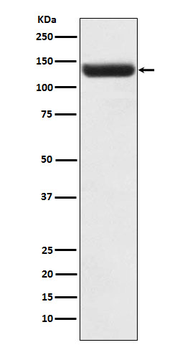 ZNF217 Recombinant Rabbit Monoclonal Antibody