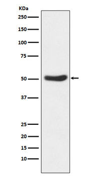 GSK3A Recombinant Rabbit Monoclonal Antibody