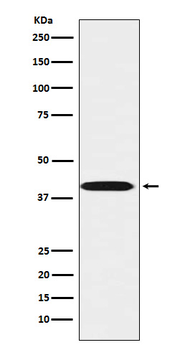 LHX3 Recombinant Rabbit Monoclonal Antibody