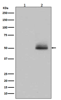 Phospho-GSK3 A/B (Tyr279/Tyr216) Recombinant Rabbit Monoclonal Antibody