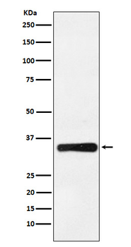 HOXB4 Recombinant Rabbit Monoclonal Antibody