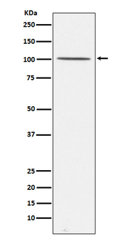 Gemin 3 Recombinant Rabbit Monoclonal Antibody