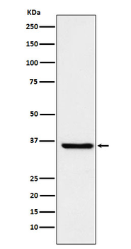 FGF19 Recombinant Rabbit Monoclonal Antibody
