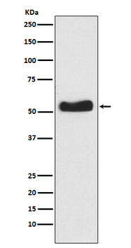 GLK Recombinant Rabbit Monoclonal Antibody