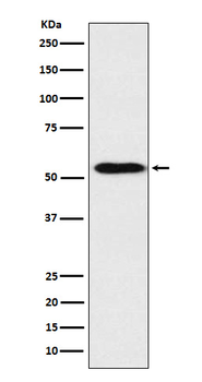 APOH Recombinant Rabbit Monoclonal Antibody