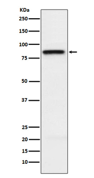 CD150/SLAM Recombinant Rabbit Monoclonal Antibody