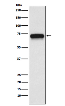 CHRNA4 Recombinant Rabbit Monoclonal Antibody