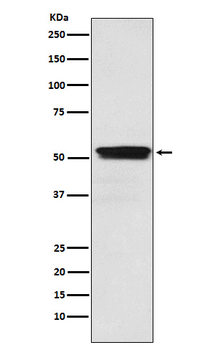 CHRM2 Recombinant Rabbit Monoclonal Antibody