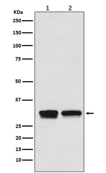 GTF2B Recombinant Rabbit Monoclonal Antibody