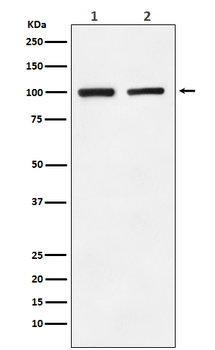 GluR2 Recombinant Rabbit Monoclonal Antibody