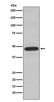NCF1 Recombinant Rabbit Monoclonal Antibody
