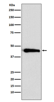 Argininosuccinate synthase 1 Recombinant Rabbit Monoclonal Antibody