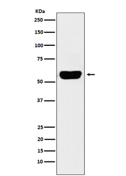 Alpha Amylase 1 Recombinant Rabbit Monoclonal Antibody