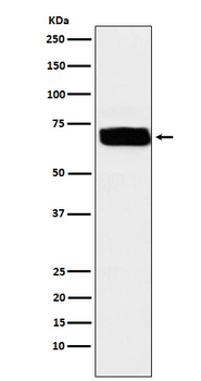 CD155 Recombinant Rabbit Monoclonal Antibody