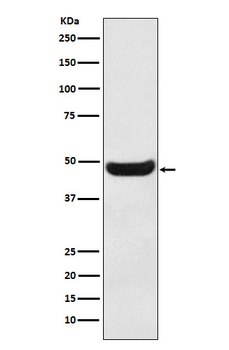 BHMT Recombinant Rabbit Monoclonal Antibody