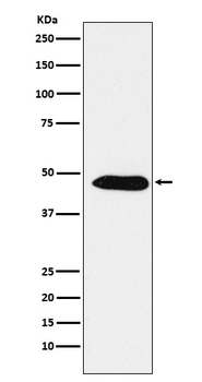 PA2G4 Recombinant Rabbit Monoclonal Antibody