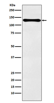 PER2 Recombinant Rabbit Monoclonal Antibody