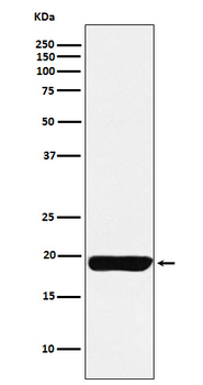 MYL9 Recombinant Rabbit Monoclonal Antibody