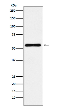 CBX2 Recombinant Rabbit Monoclonal Antibody