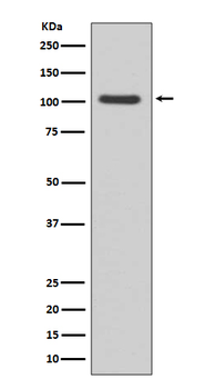 GluR1 Recombinant Rabbit Monoclonal Antibody