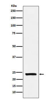 Alpha S1 casein Recombinant Rabbit Monoclonal Antibody
