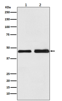 Oxytocin R Recombinant Rabbit Monoclonal Antibody