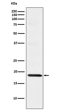 TOMM22 Recombinant Rabbit Monoclonal Antibody